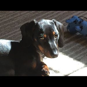 Meet your Posher, Hali